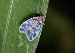 Borysthenes emarginatus