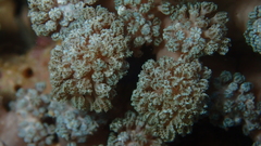 Asterospicularia randalli