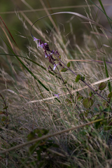 Aeollanthus parvifolius