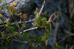 Aeollanthus parvifolius