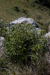 Coptosperma supra-axillare