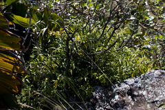 Coptosperma supra-axillare