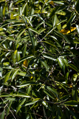 Coptosperma supra-axillare
