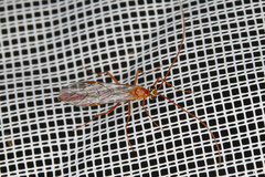 Ichneumonoidea