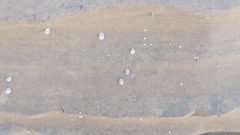 Austrolittorina