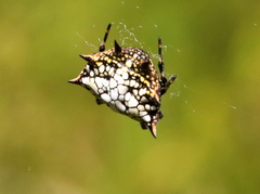 Isoxya cicatricosa