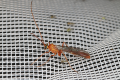 Ichneumonoidea