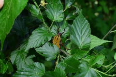 Dicronocephalus bowringi