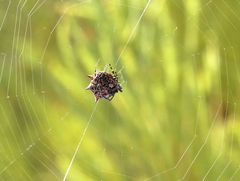 Isoxya cicatricosa