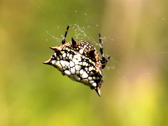 Isoxya cicatricosa