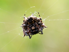 Isoxya cicatricosa