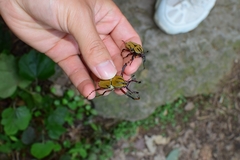 Dicronocephalus bowringi