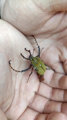 Dicronocephalus bowringi