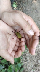 Dicronocephalus bowringi