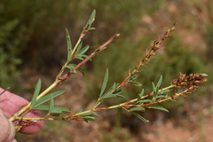 Aphyllodium biarticulatum