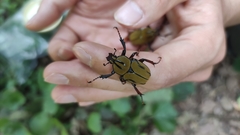 Dicronocephalus bowringi