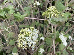 Viburnum lantana