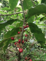 Amblyanthopsis bhotanica