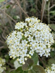 Viburnum lantana
