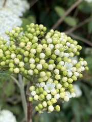 Viburnum lantana