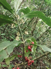 Amblyanthopsis bhotanica