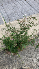 Cyanthillium cinereum