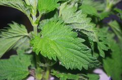 Vanessa atalanta atalanta