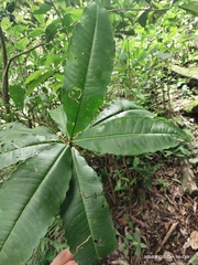 Amblyanthopsis bhotanica