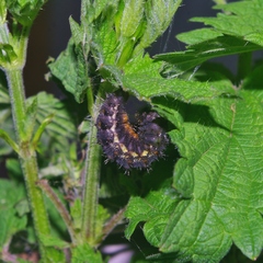 Vanessa atalanta atalanta