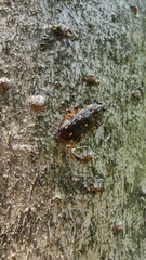 Helota gemmata