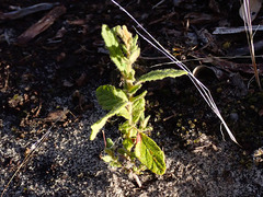 Thomasia petalocalyx