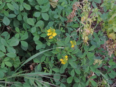 Trigonella esculenta