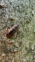 Helota gemmata