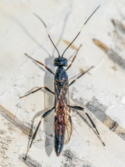 Xorides sepulchralis
