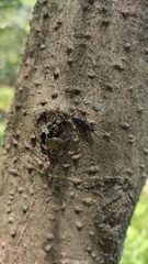 Helota gemmata