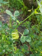 Medicago orbicularis