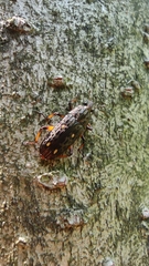 Helota gemmata