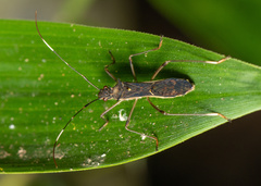 Marcius longirostris