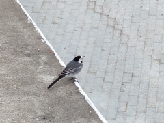 Motacilla alba