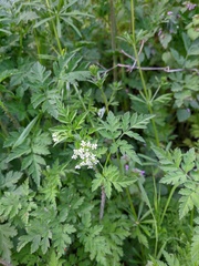 Anthriscus cerefolium