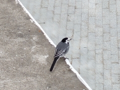 Motacilla alba