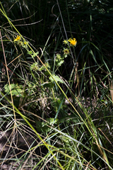 Berkheya erysithales
