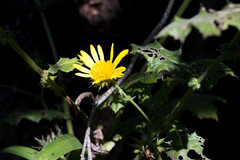 Berkheya erysithales
