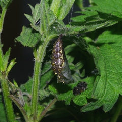 Vanessa atalanta atalanta
