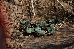 Brachystelma pulchellum