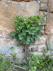 Chelidonium majus