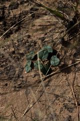 Brachystelma pulchellum