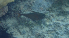 Pempheris oualensis