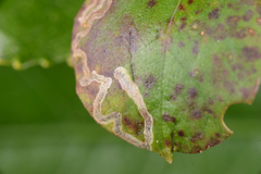 Zapyrastra calliphana