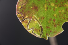 Zapyrastra calliphana